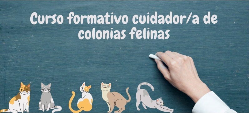 Curso formativo cuidador/a de colonias felinas