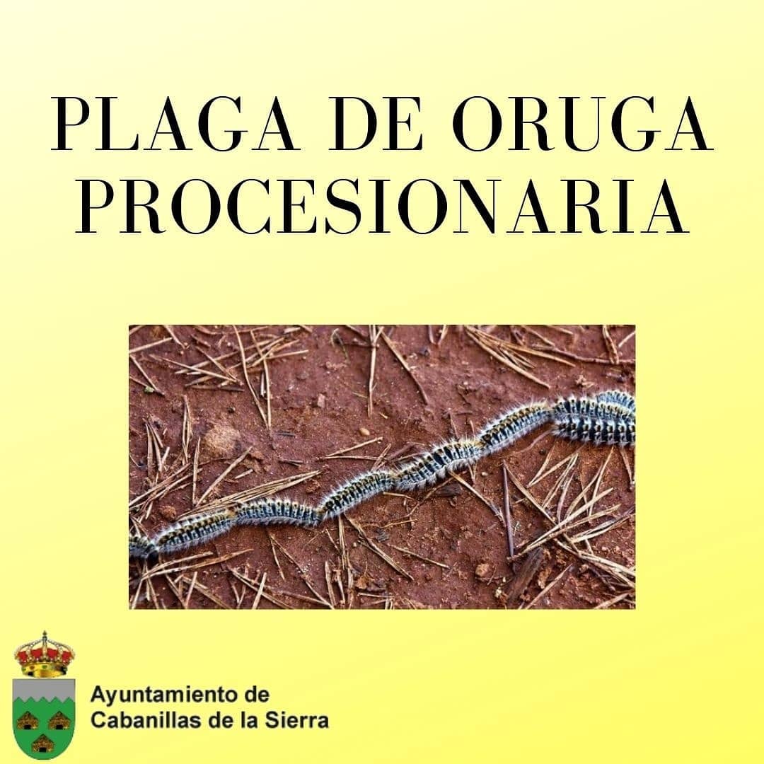 plaga oruga procesionaria